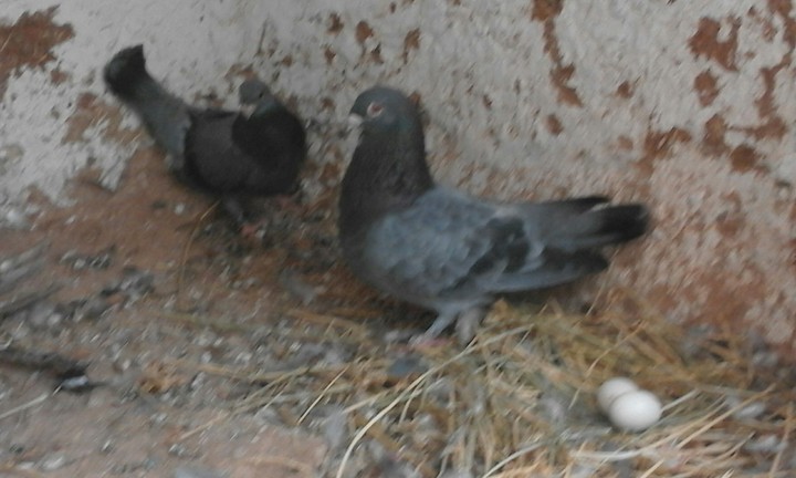 birds