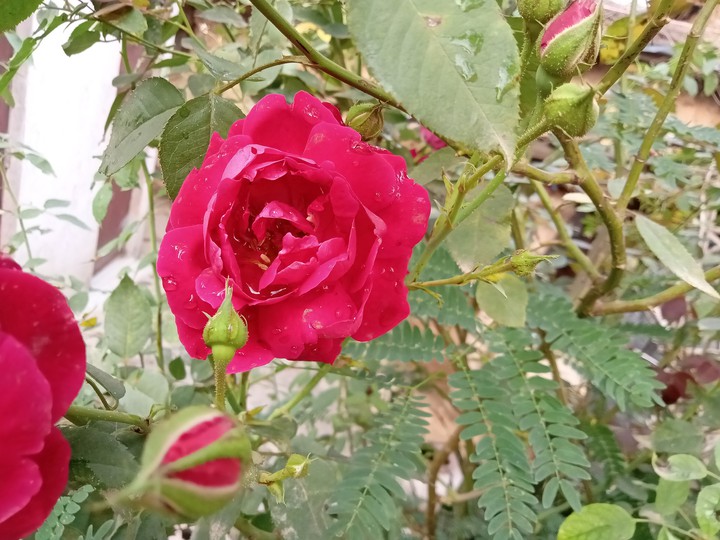 flower