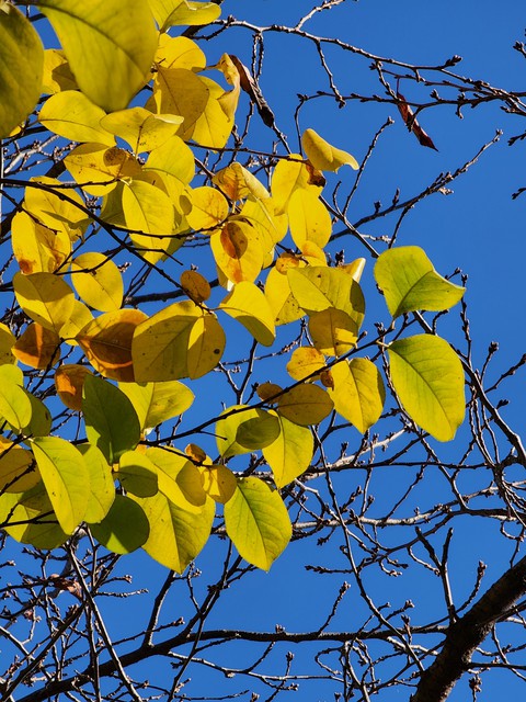 tapety yellow, trunk