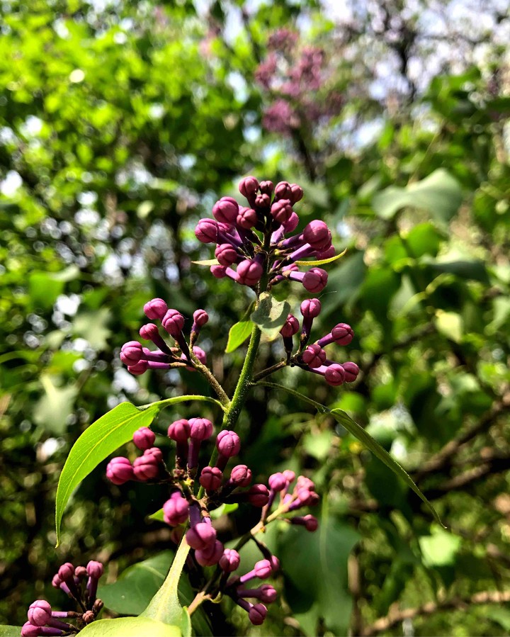 сирень