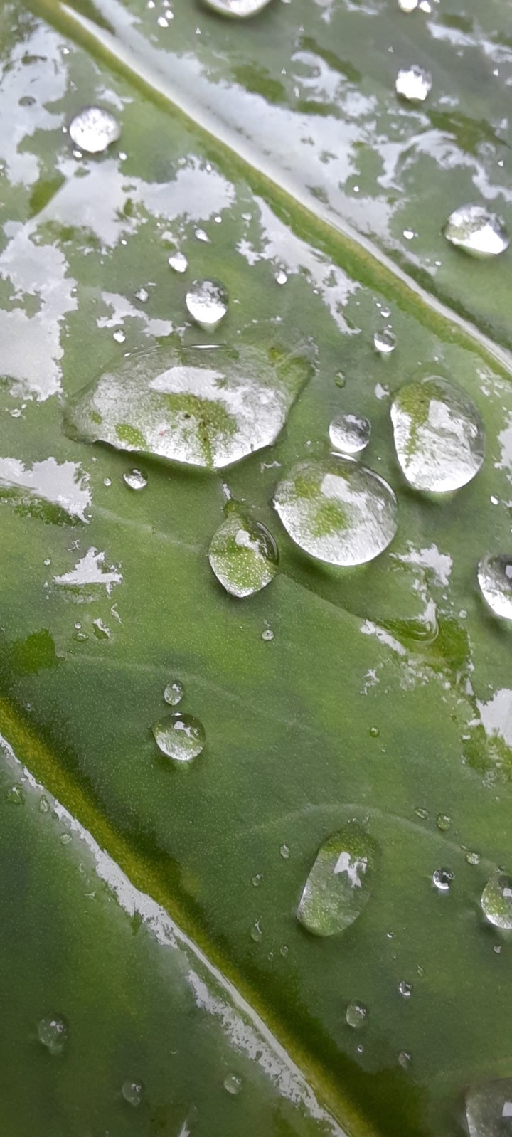 rain drops on a leaf
