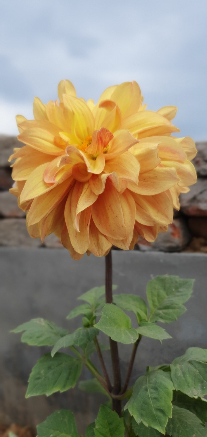 Dahlia