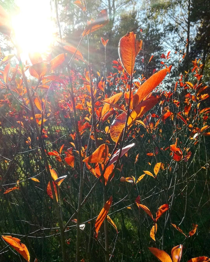 sunlight