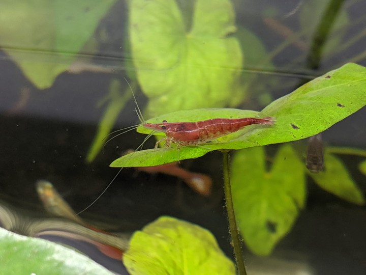 Red Prawn