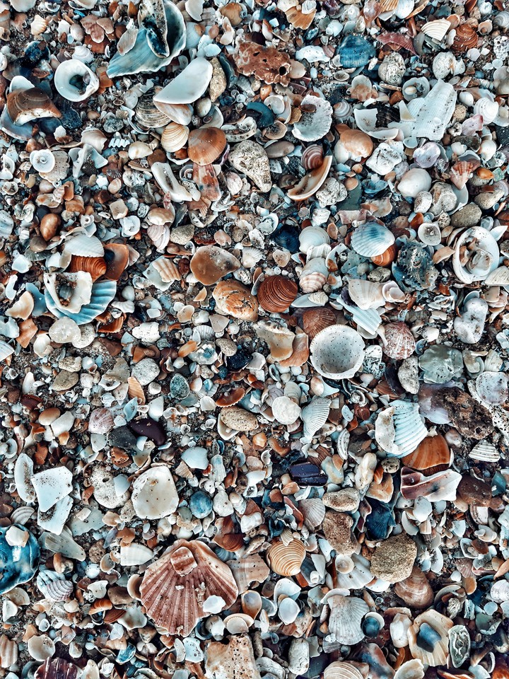 shells