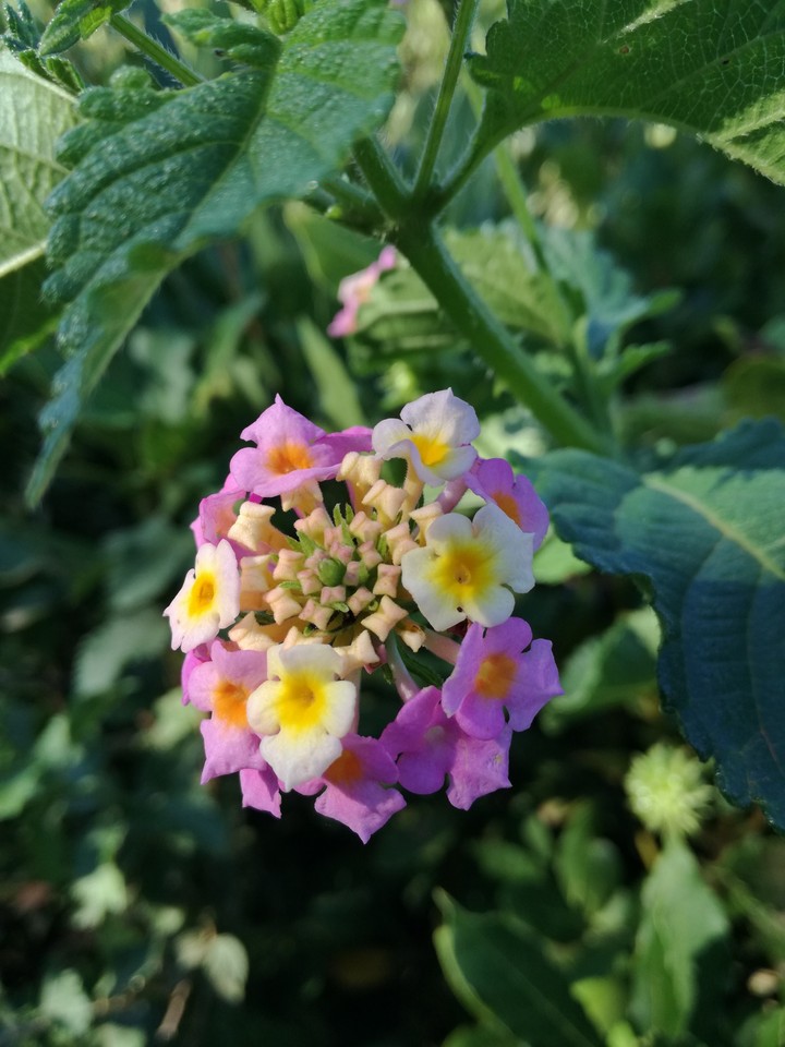 Fiori