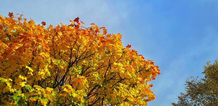 Autumn Bliss