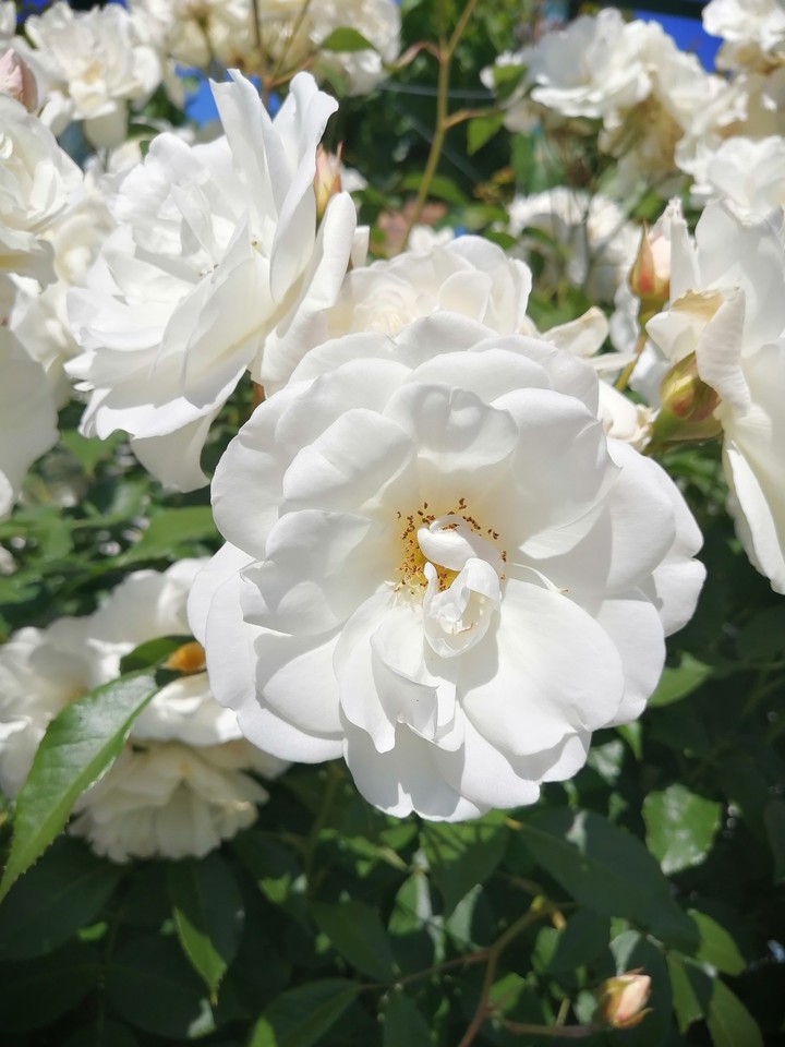 rose blanche