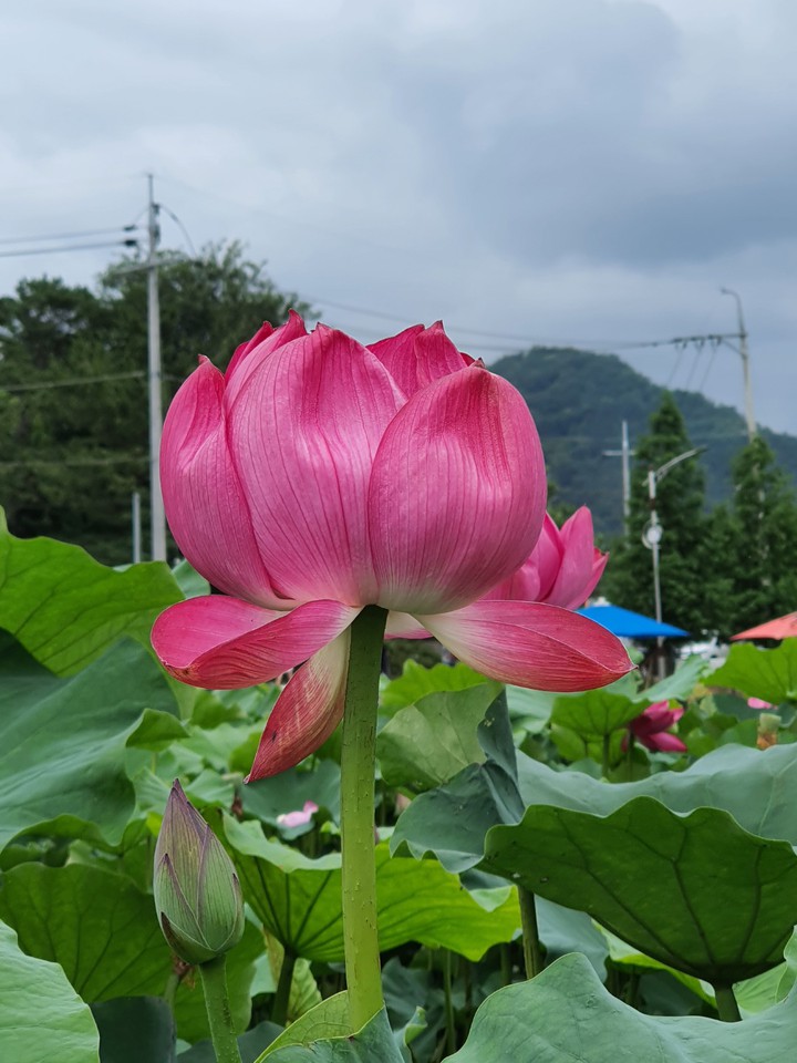 flowers