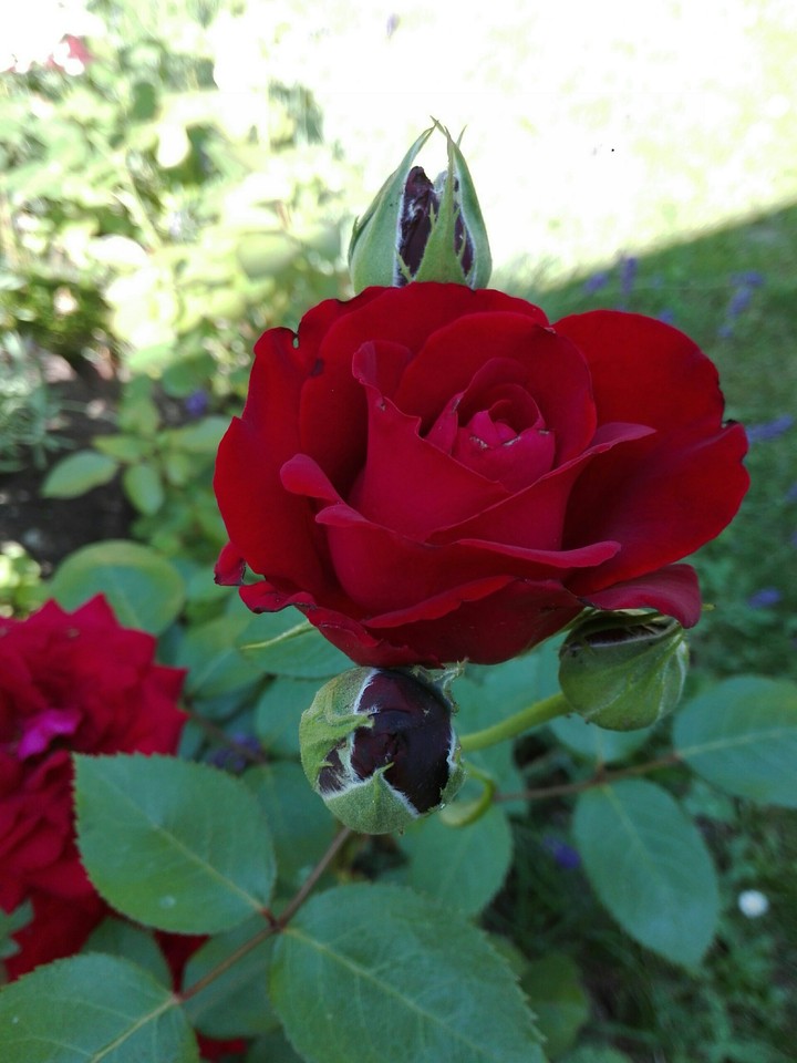 Rose
