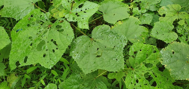 greenery