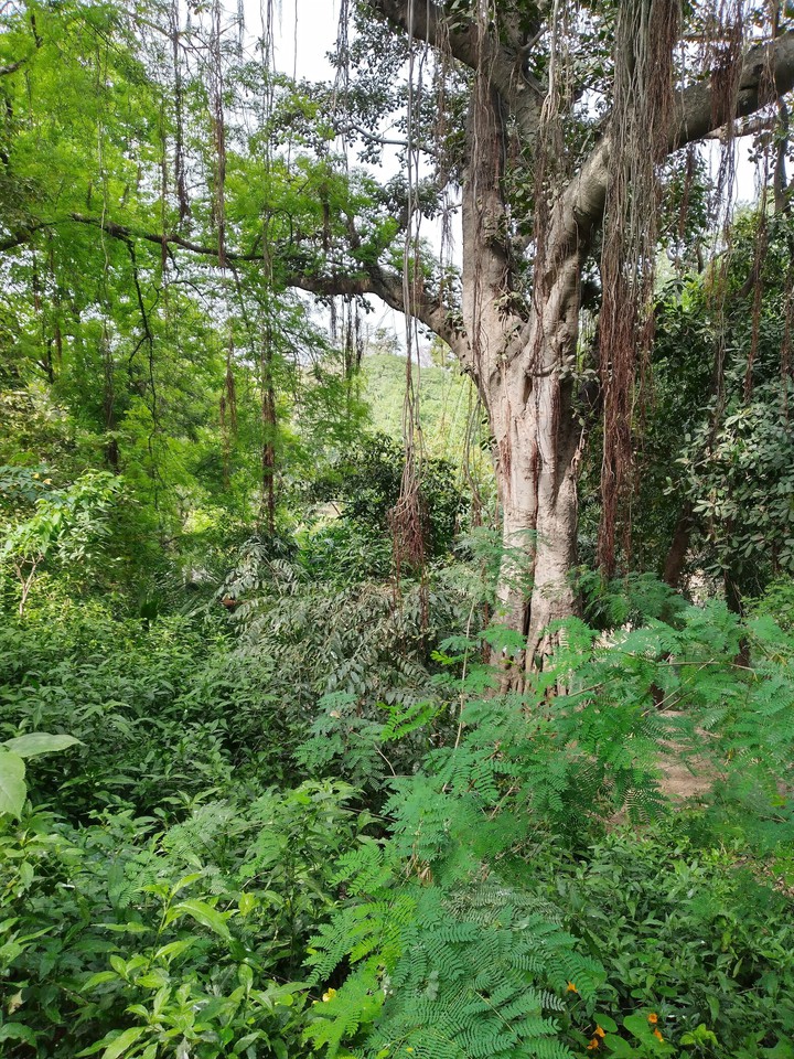 Forest Green