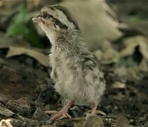 chicken