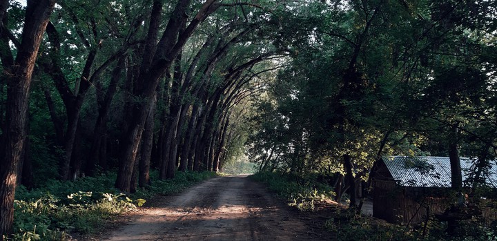 trees
