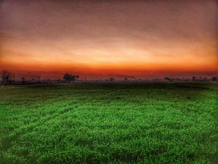 Field
