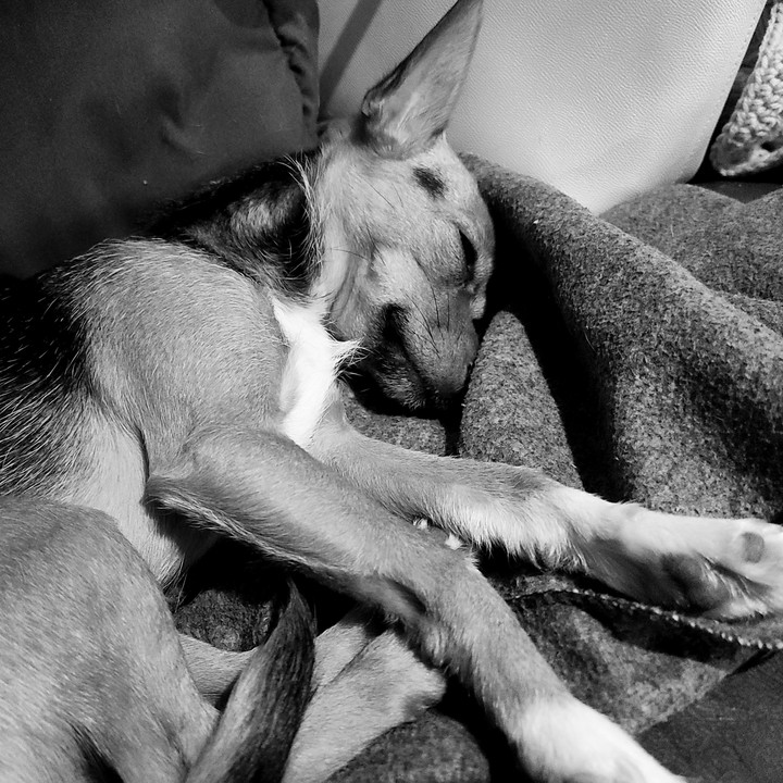 Sleepy puppy
