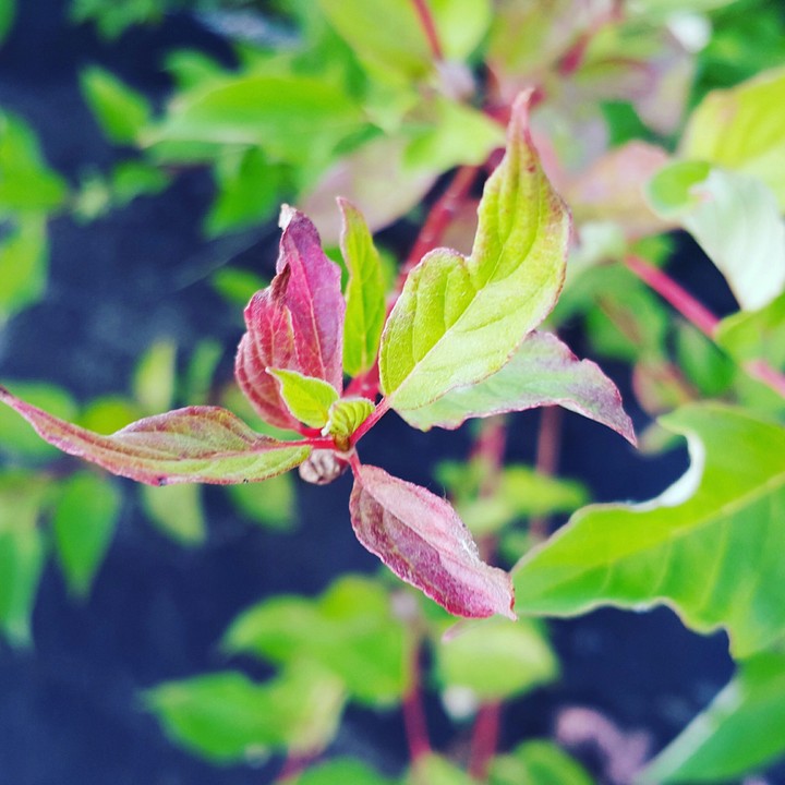 leaf