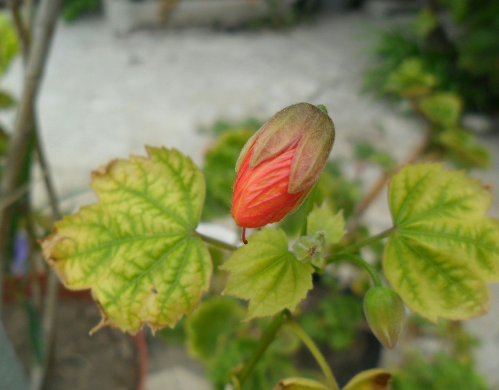 Flower