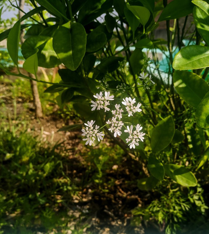 Coriander Flower
