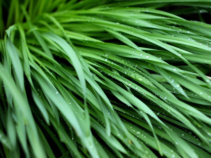 After the rain