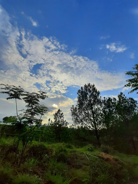 tapety grassland, tree
