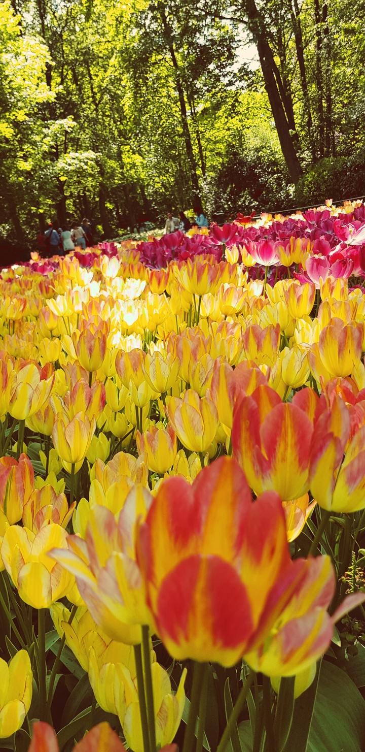 tulip