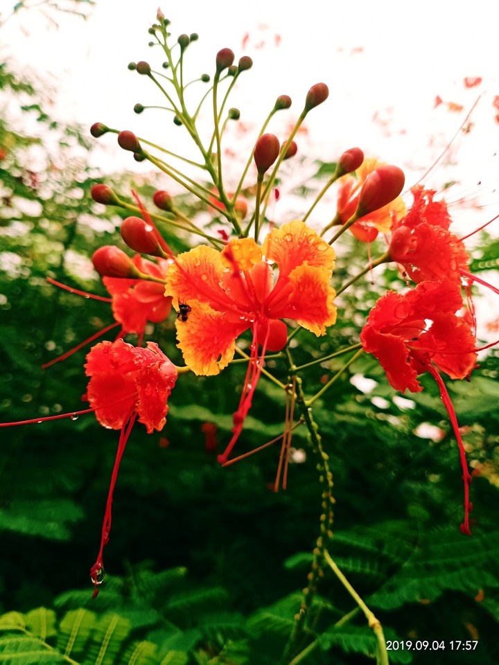flower