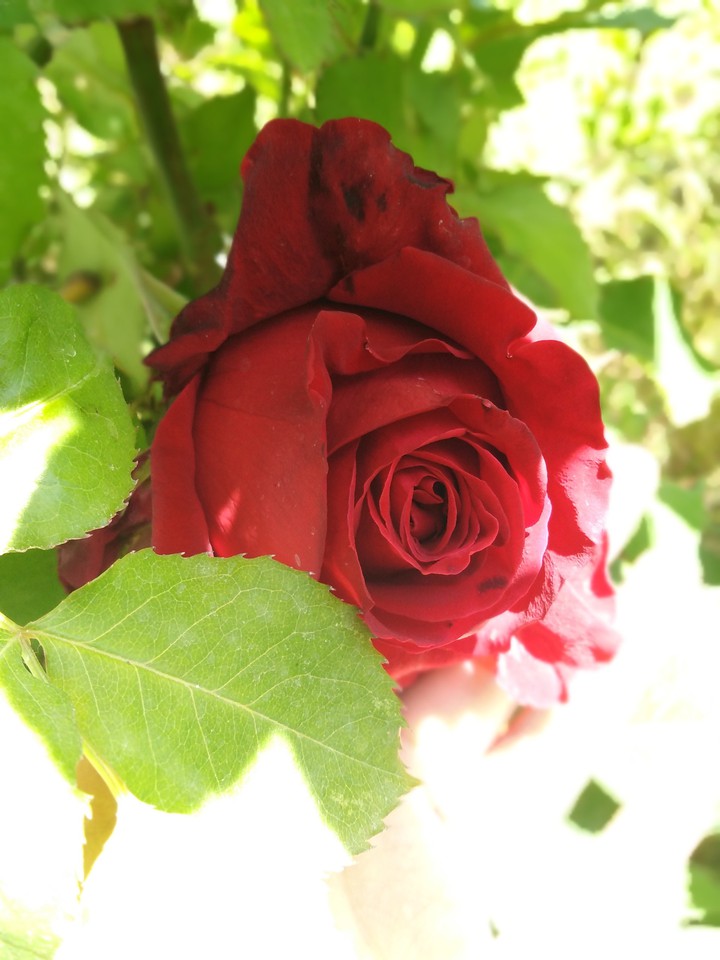 flower