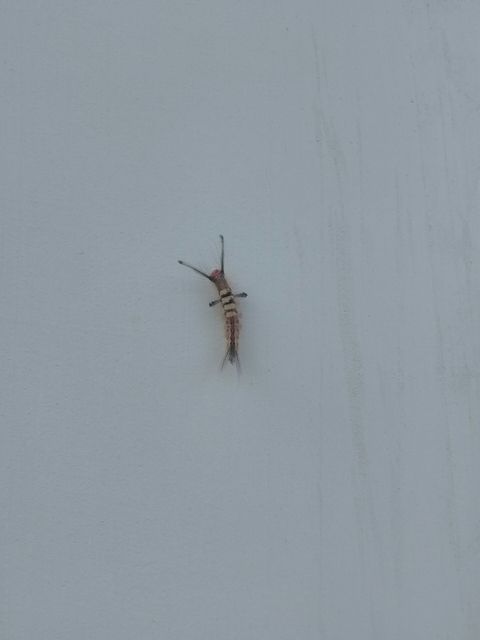 обои wing, insect