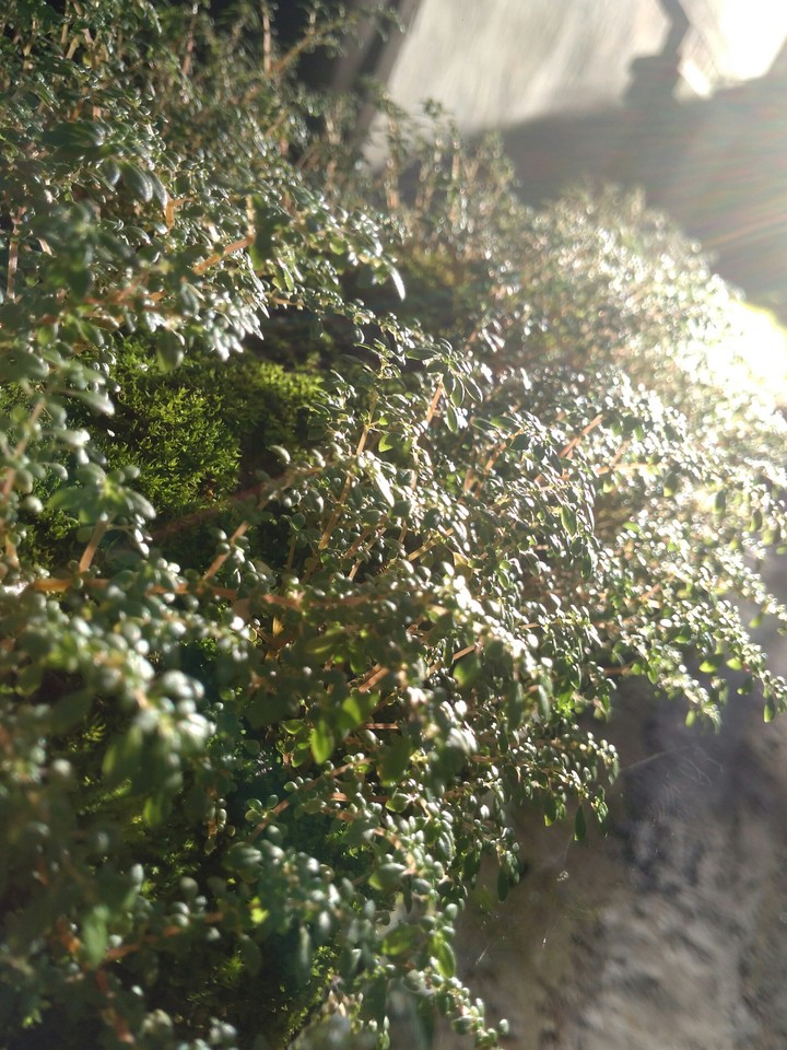 light and grass
