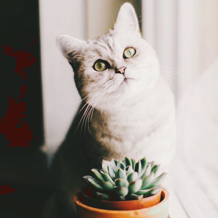 Котікі!!!! 