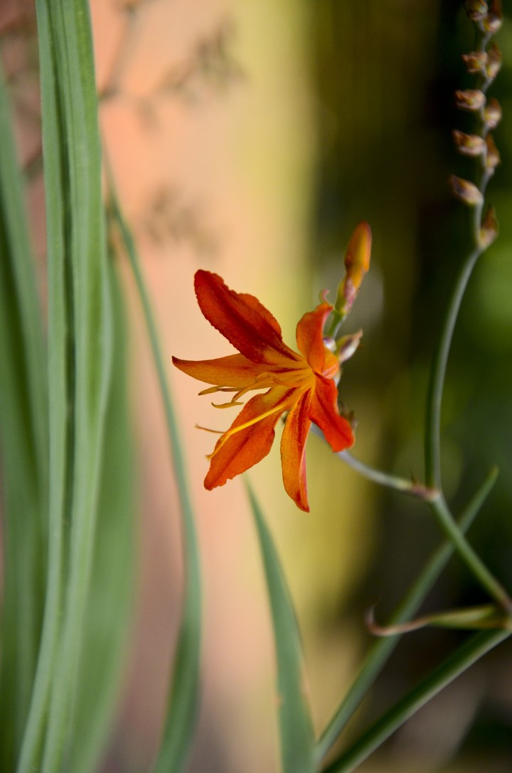 Blackberry Lily flower