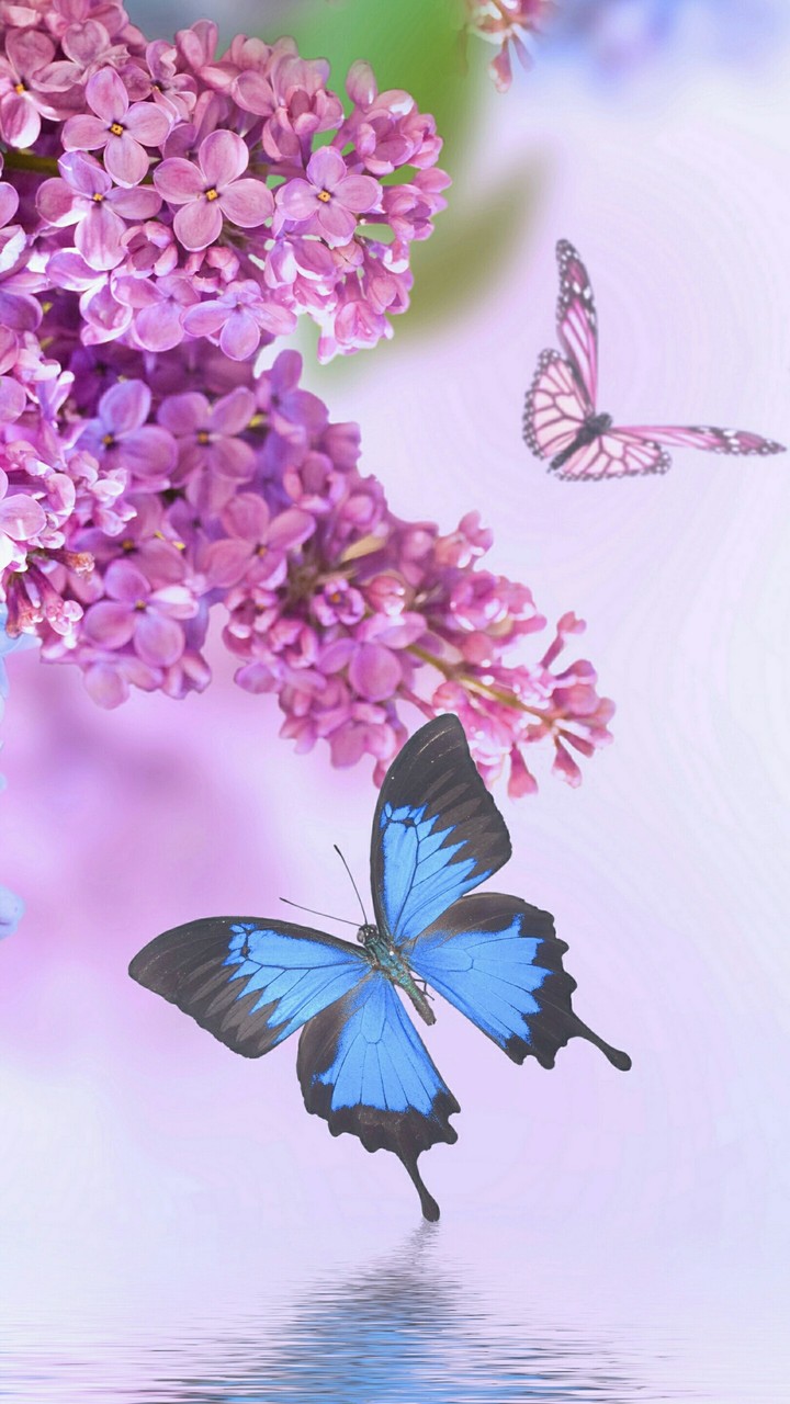 beautiful
