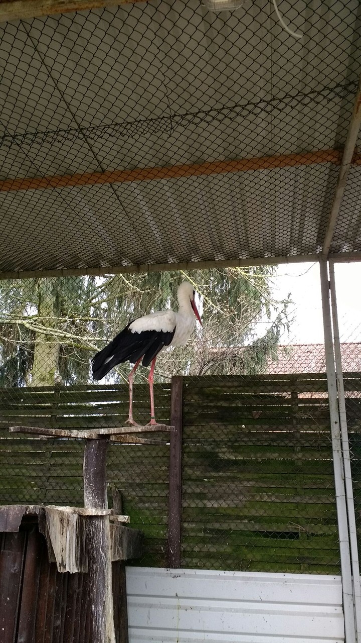 Storch Luther in Loburg