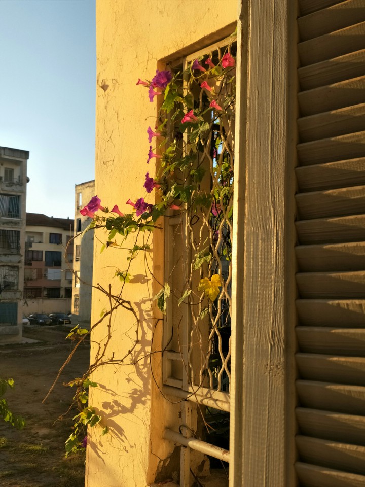window shot