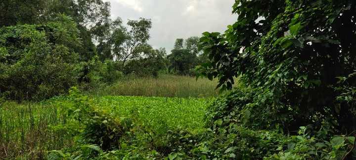 Nature