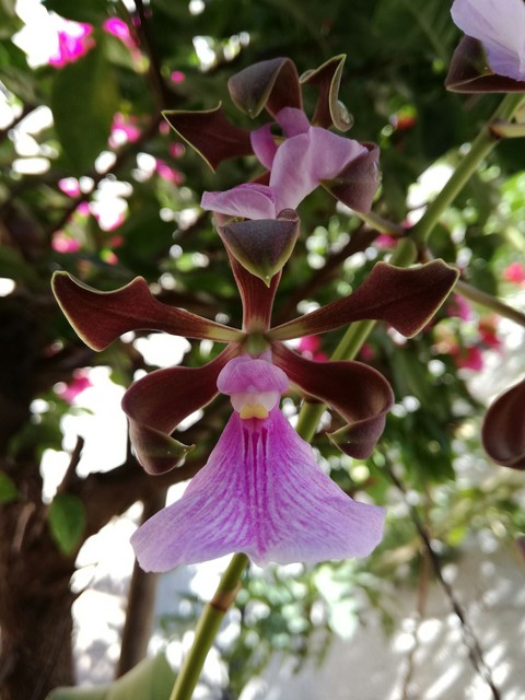 orquídea