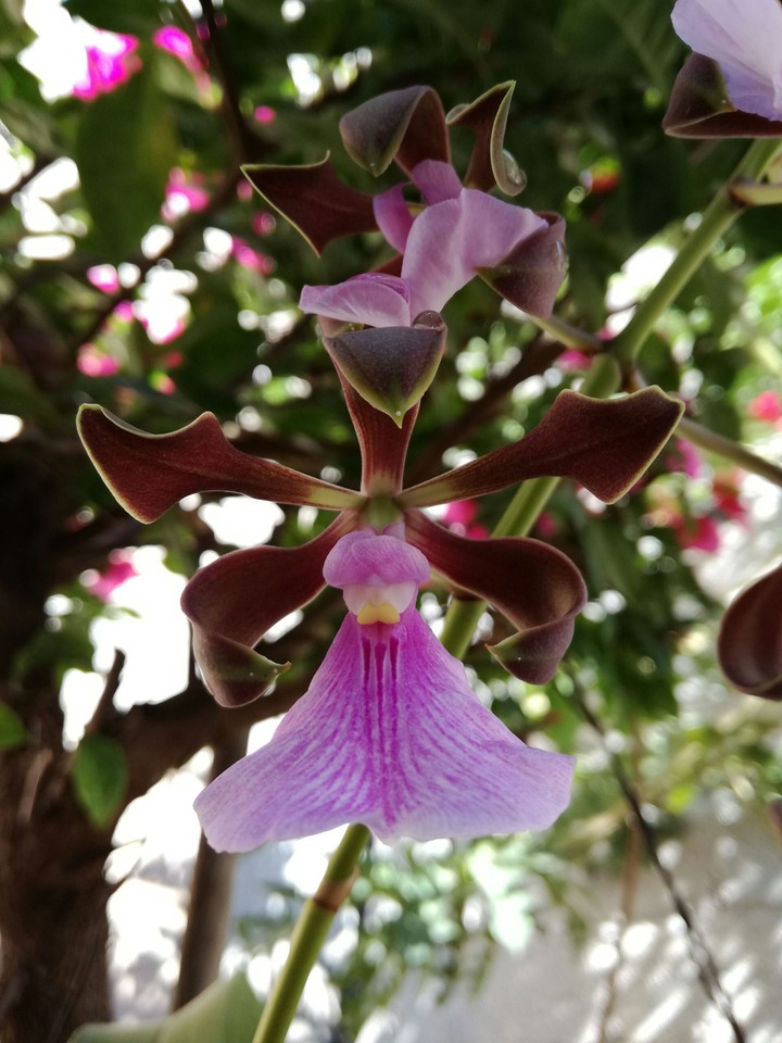 orquídea