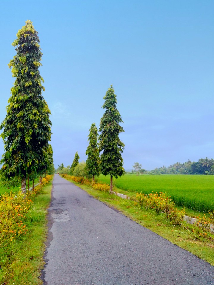 tree