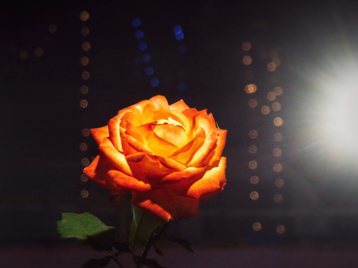 Yellow rose