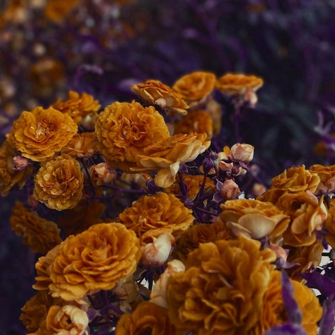 Roses of Halloween