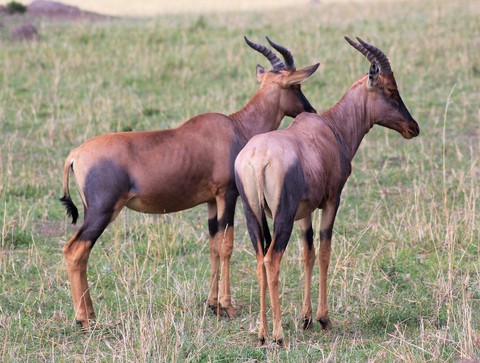 A pair of brothers
