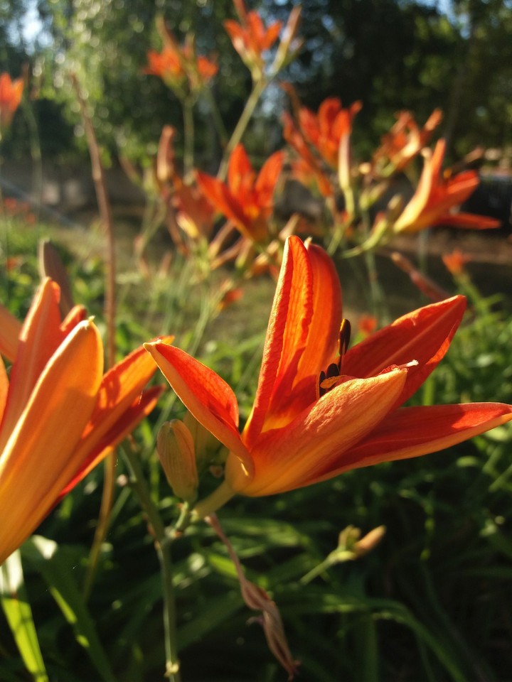 Lilium tigrinum