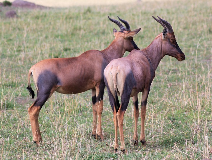 A pair of brothers