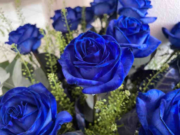 Blue roses