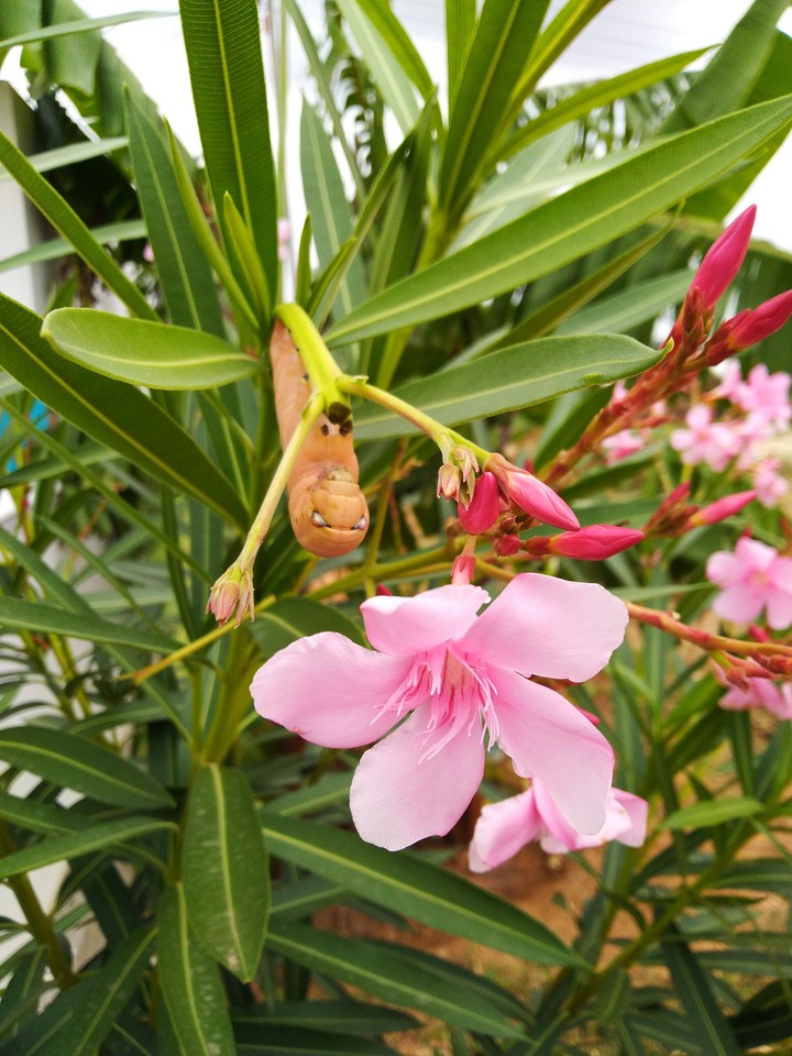Flower