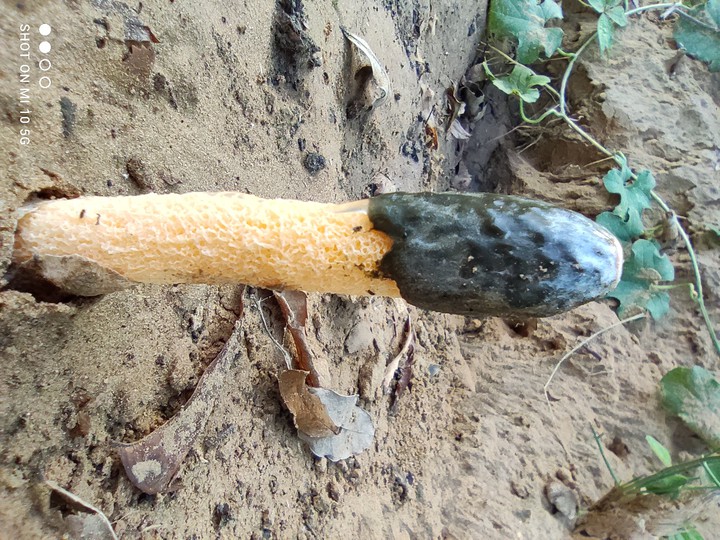 mushroom