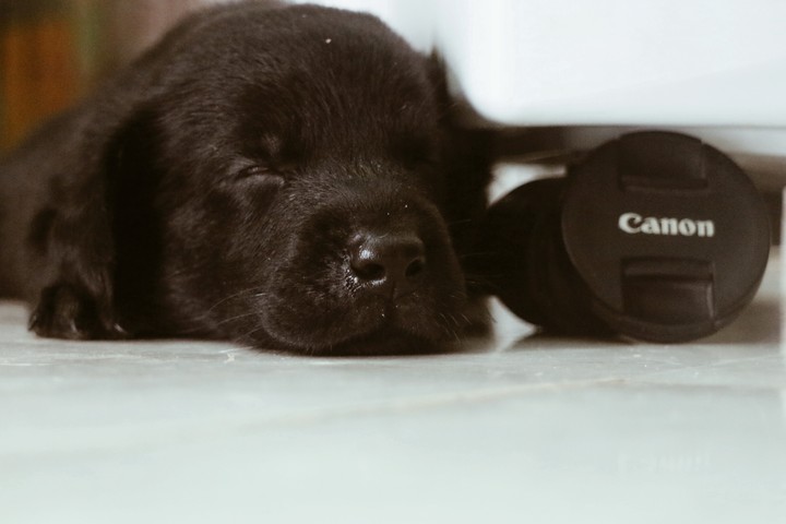 sleepy puppy