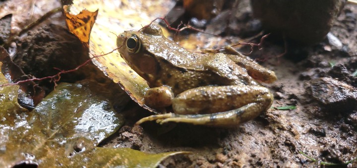 frog