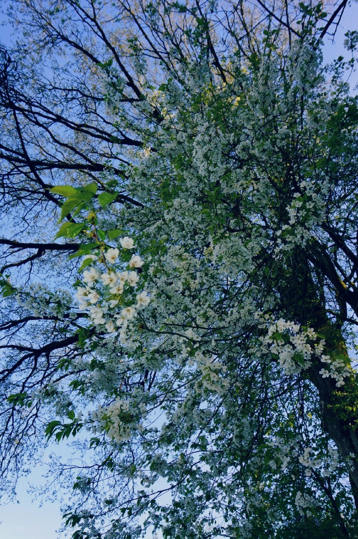 Flowering Tree
